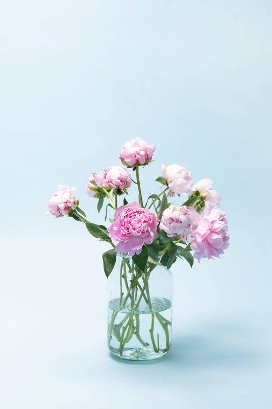 Zachtroze pioenrozen zonder gif – natuurzuivere bloei