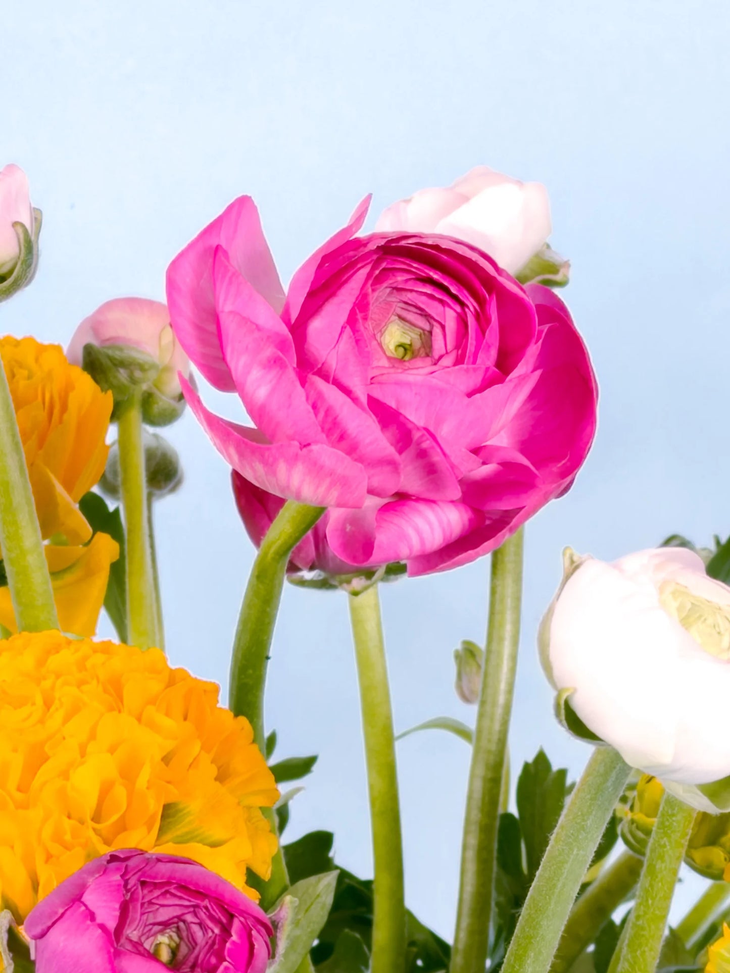 natuurlijke ranonkels bloemen kopen biologisch en seizoensgebonden