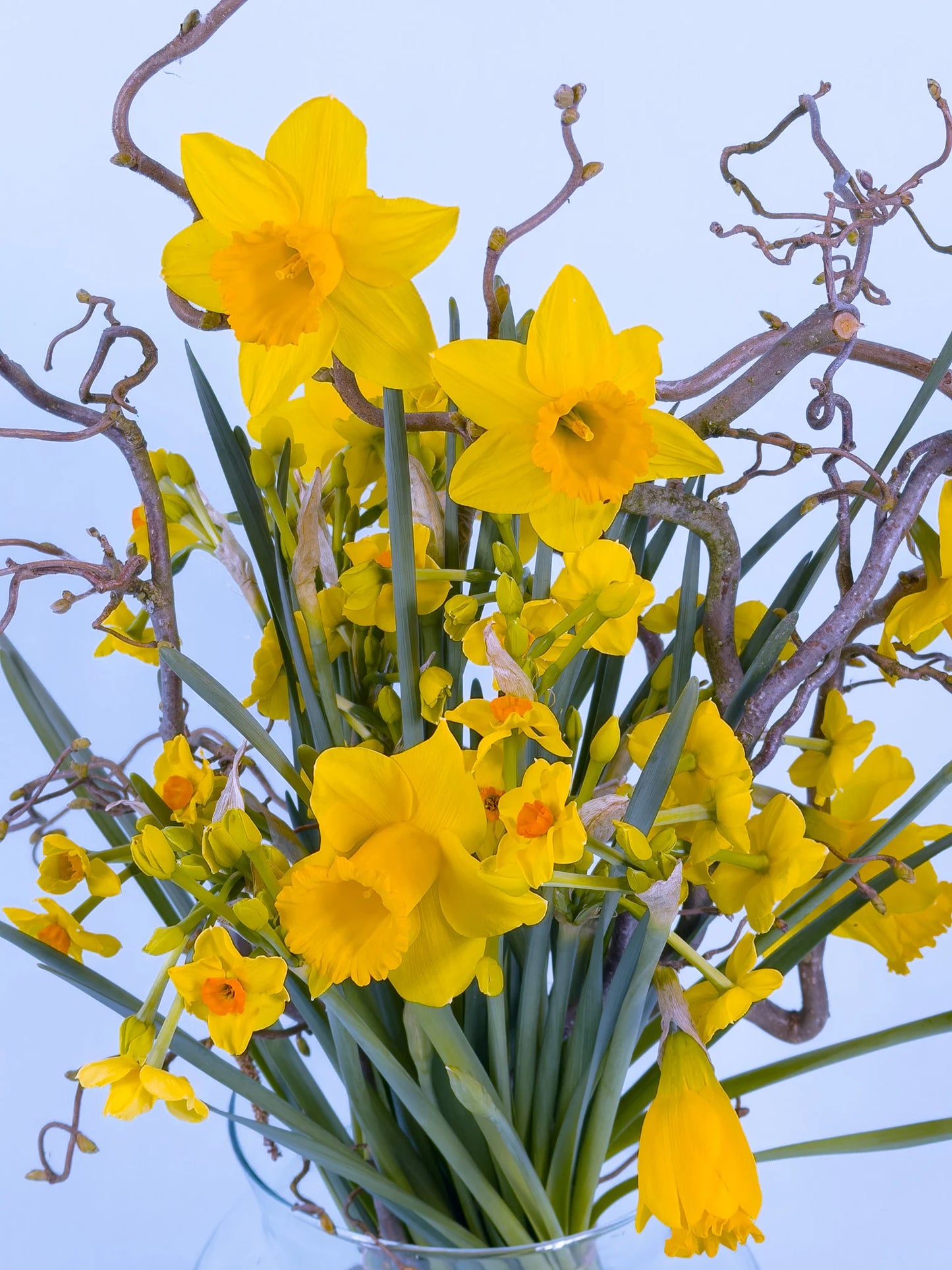 infezoemde foto narcissen boeket van pluukz