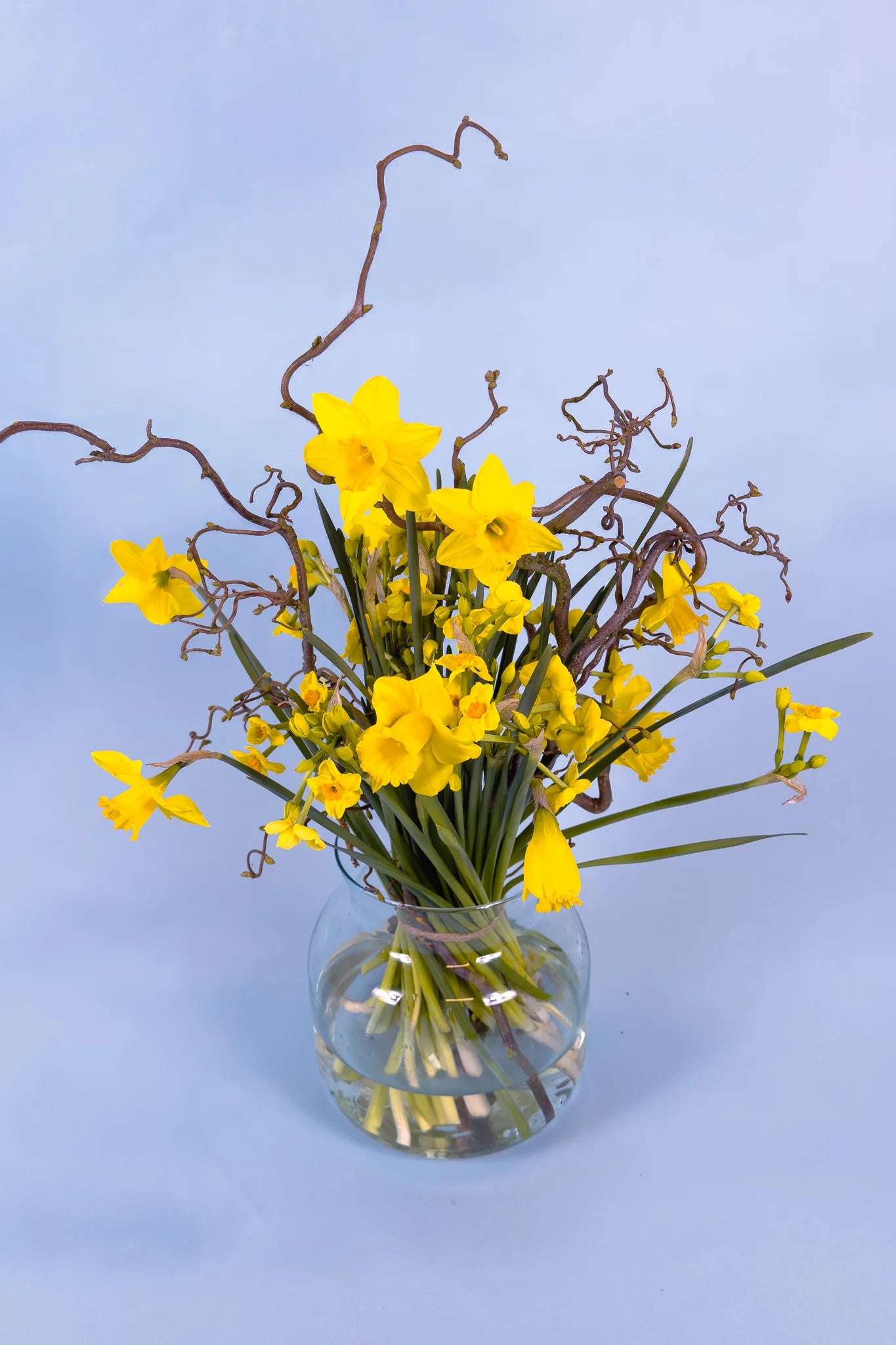 Biologische narcissen van pluukz