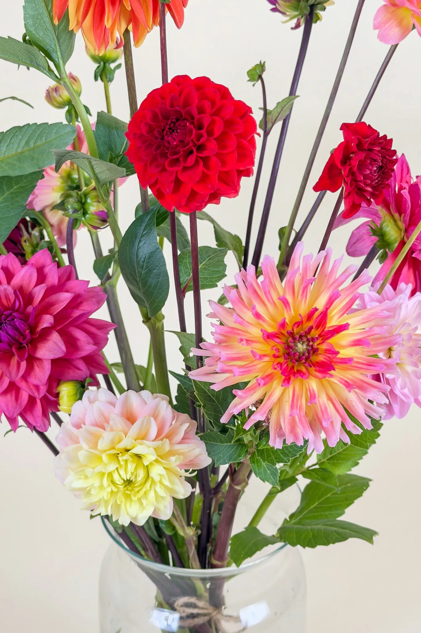 Close-up biologisch dahlia boeket met rode dahlia en roze-gele cactusdahlia