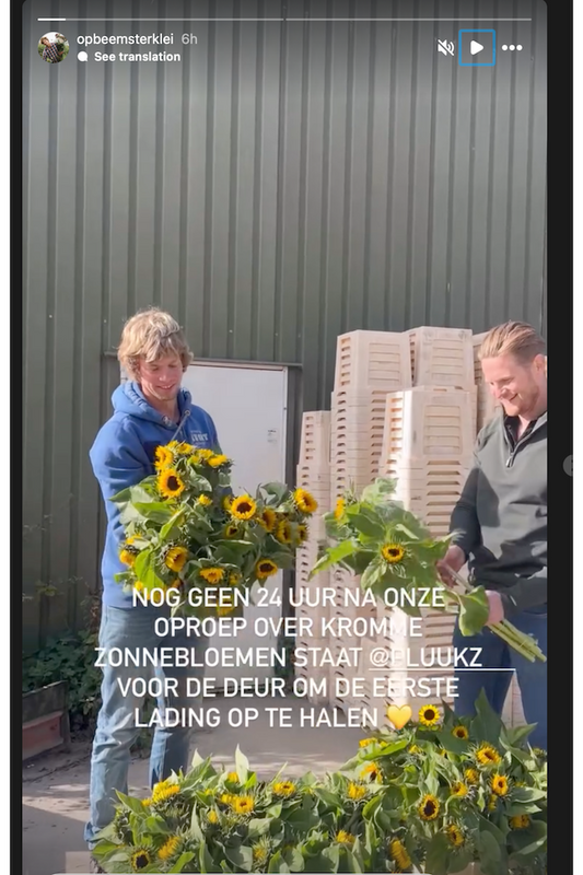 Kromme biologische zonnebloemen – uniek, vrolijk en milieuvriendelijk