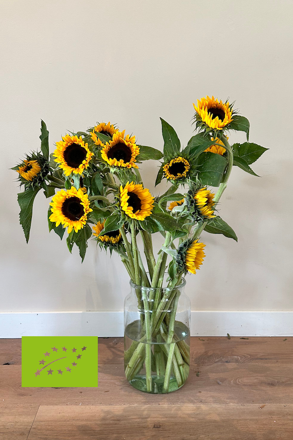 Bestel biologische zonnebloemen online – vrolijk en duurzaam cadeau