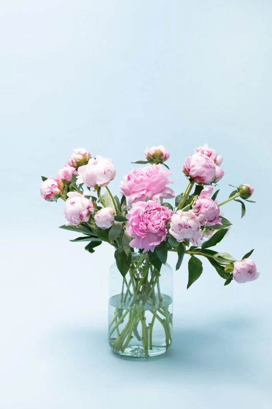 Gifvrije Pioenrozen | Pure Petal