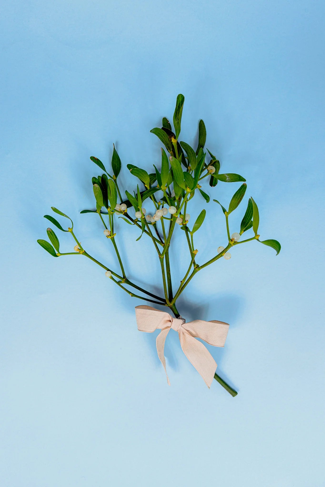 Unieke mistletoe maretak bestellen en laten bezorgen