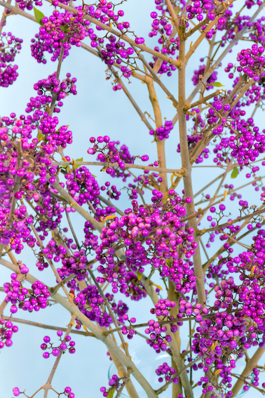 prachtige bio calicarpa 