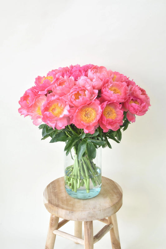 Super grote koraal pioenrozen vers van de kweker!