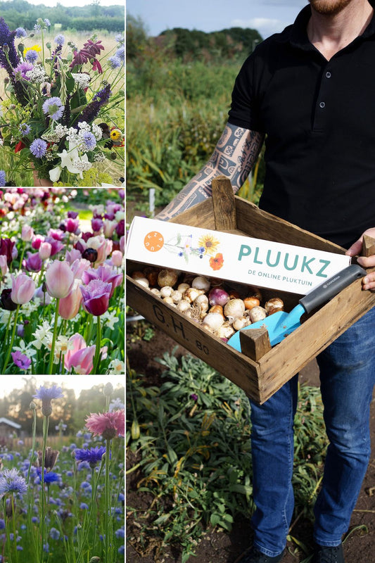 pluktuin bloembollen om je eigen pluktuin te planten!