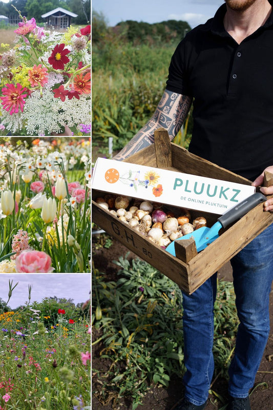 Pluktuin pakket met roze witte bloembollen