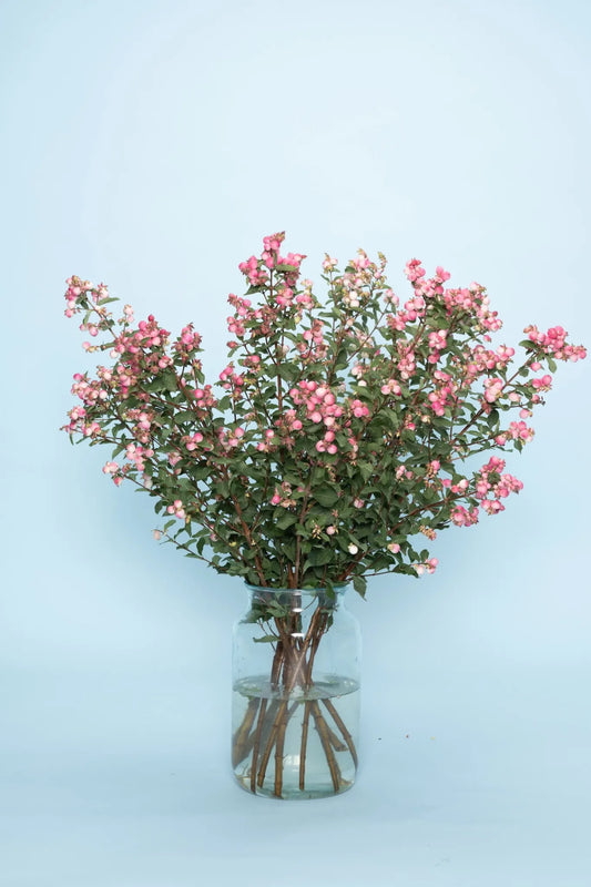 Biologische Symphoricarpos bessen takken kopen – duurzaam en lokaal bestellen
