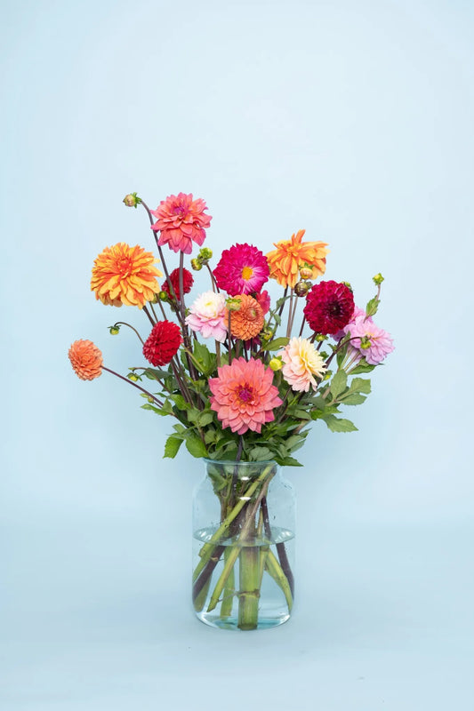 Vrolijke mix van biologische dahlia’s bezorgen – lokaal en vers
