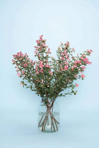Duurzame bessen takken bezorgen – biologische Symphoricarpos in vaas
