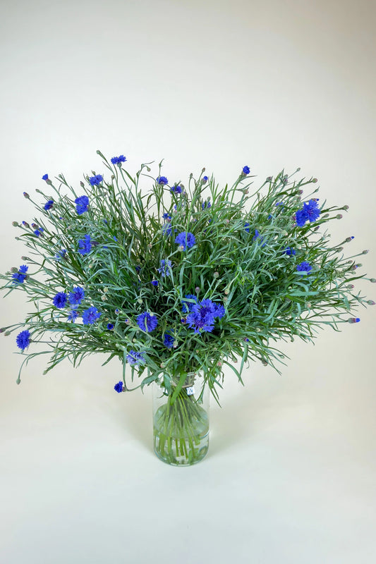 Bos gifvrije korenbloemen van Pluukz, lokaal geteeld met zorg voor mens en bij
