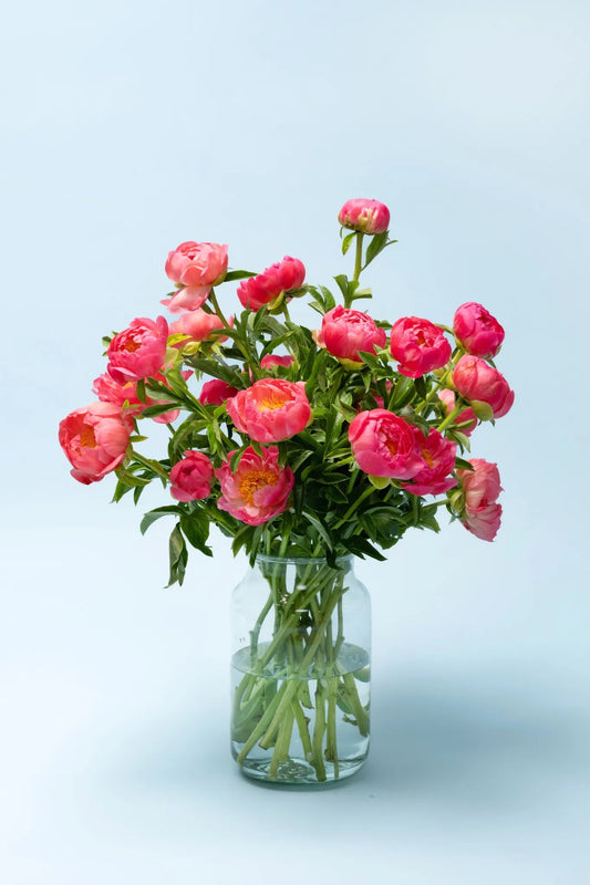 Prachtige Gifvrije pioenrozen vers van de kweker geleverd