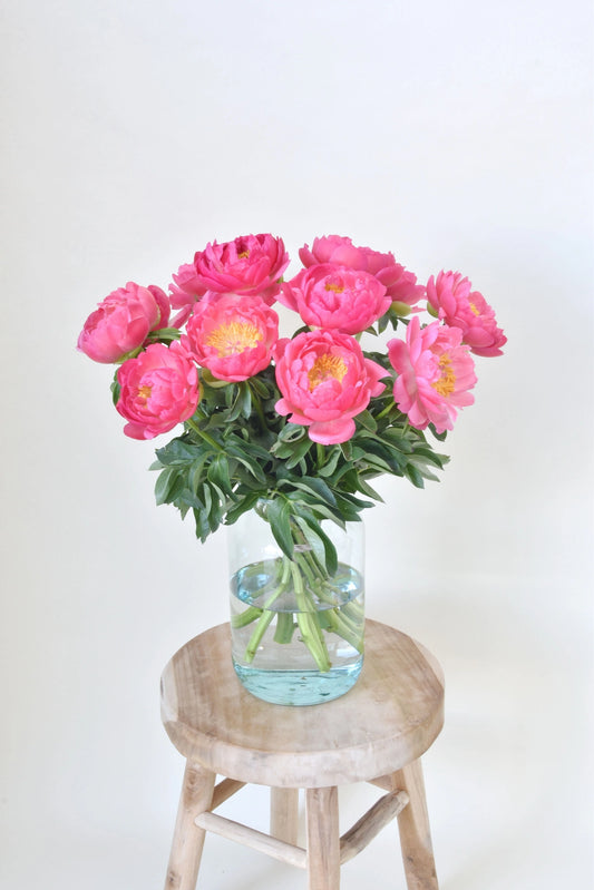 Koraal pioenrozen! De allergrootste van NL prachtig en vers van de kweker