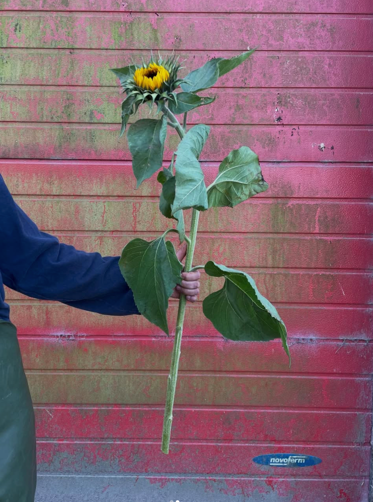 Gifvrije zonnebloemen kopen – krom en puur natuur van Beemster klei