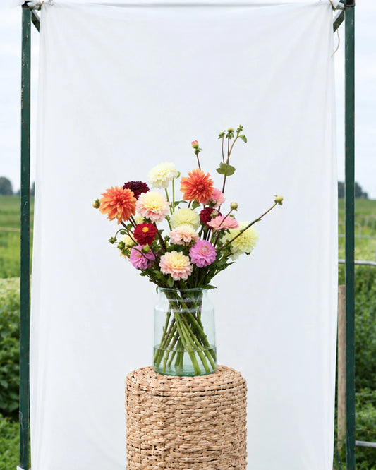Bio Dahlia Boeket | Ton's Selectie