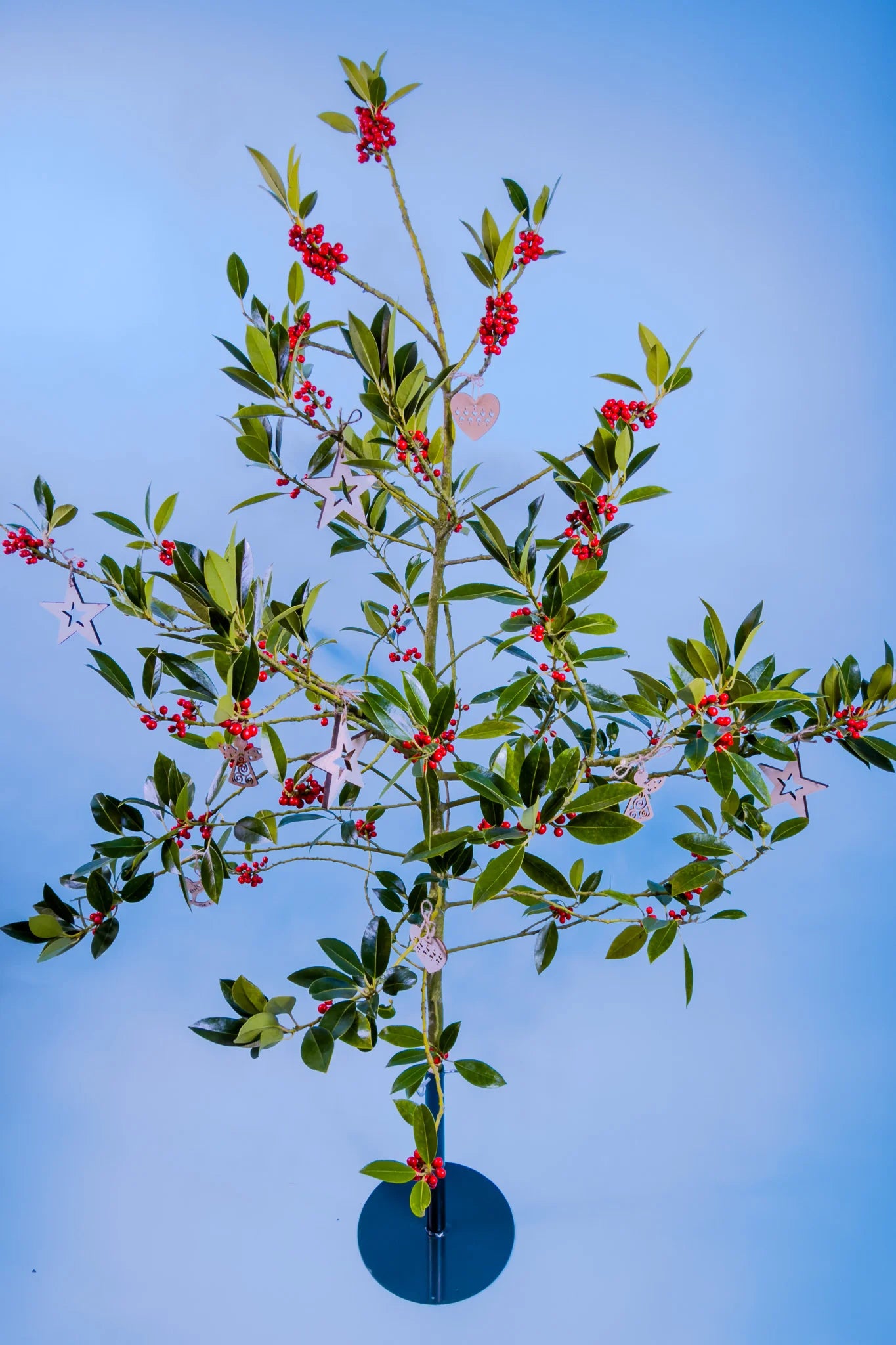 Duurzame ilex hulst uit Nederlandse teelt als kerstboom alternatief kiezen voor een veilige keuze