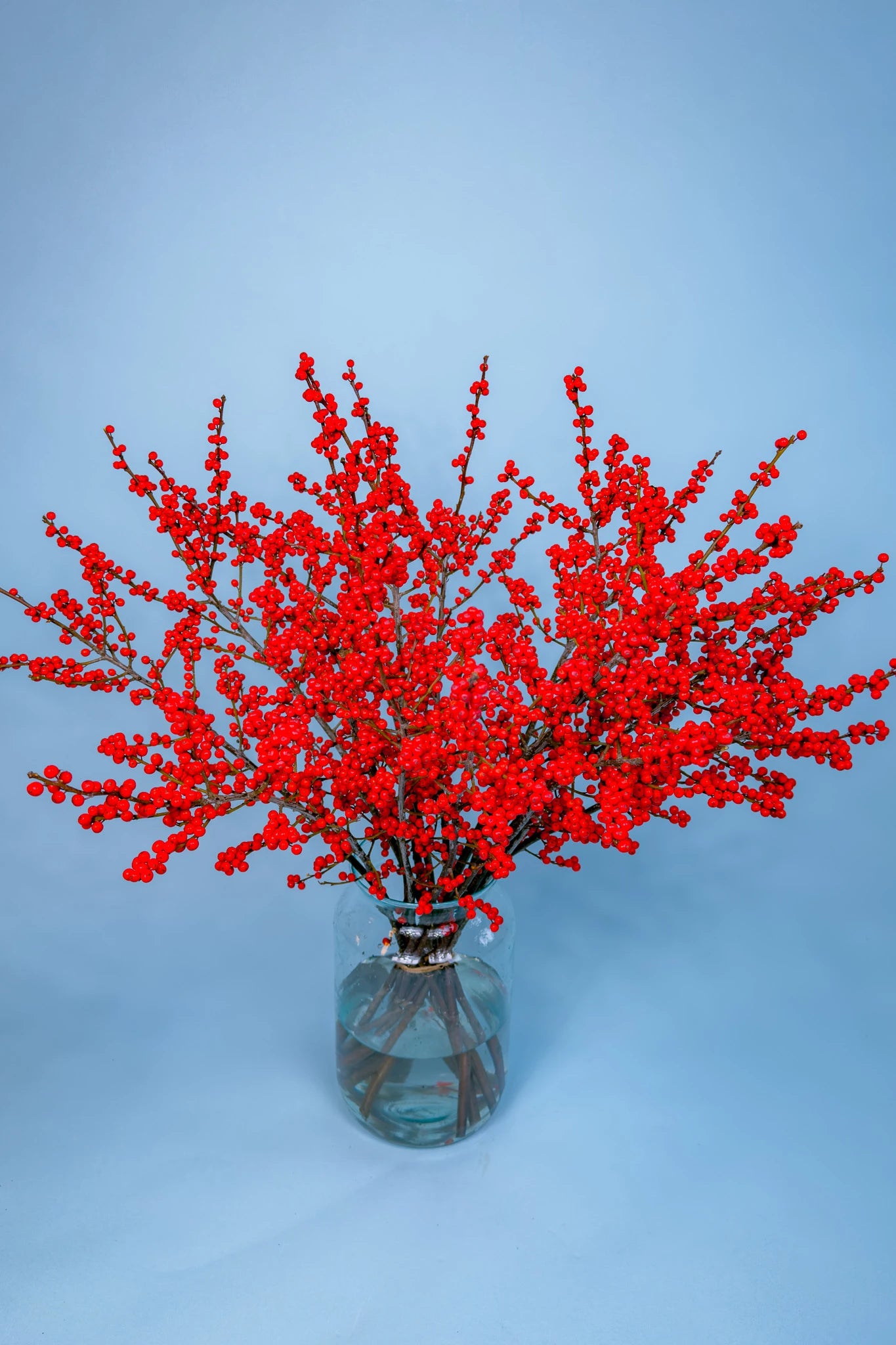 Grote bos biologisch geteelde bessentakken