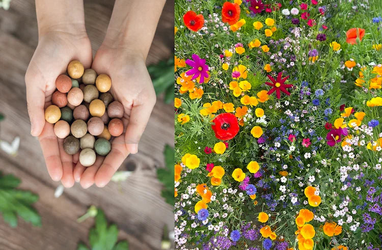 Pluktuin bloemen bestellen? Wij hebben heerlijke pluktuin pakketten. 