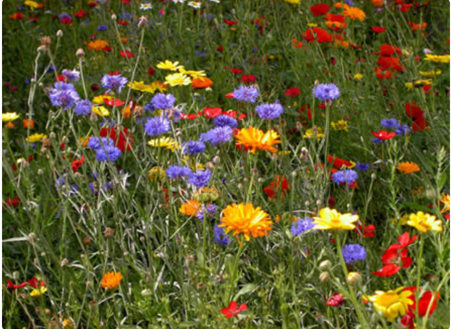 Bloembollen Bijen en vlinder mix van Pluukz is special samengesteld om in de tuin te planten en de bijen en vlinders te helpen aan nectar!