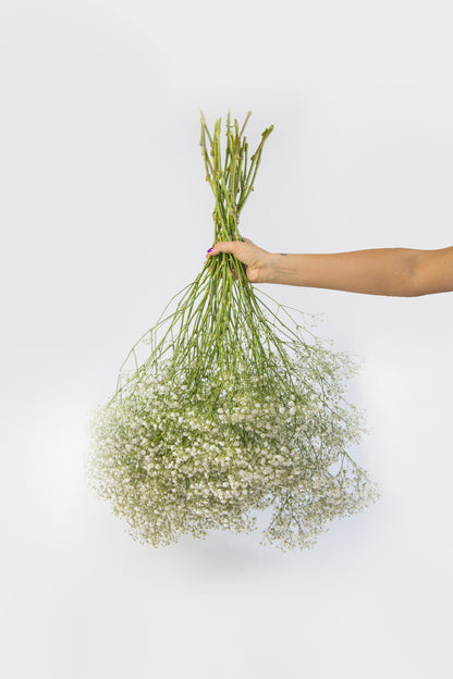 Online gipskruid bestellen? Dit gipskruid bezorgen we vers met witte bloemetjes