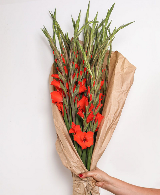 Prachtige rode gladiolen boeket van Pluukz! Eenvoudig online bestellen en de bloemen laten bezorgen wanneer dan ook in Nederland of belgie. 