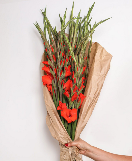 Prachtige rode gladiolen boeket van Pluukz! Eenvoudig online bestellen en de bloemen laten bezorgen wanneer dan ook in Nederland of belgie.