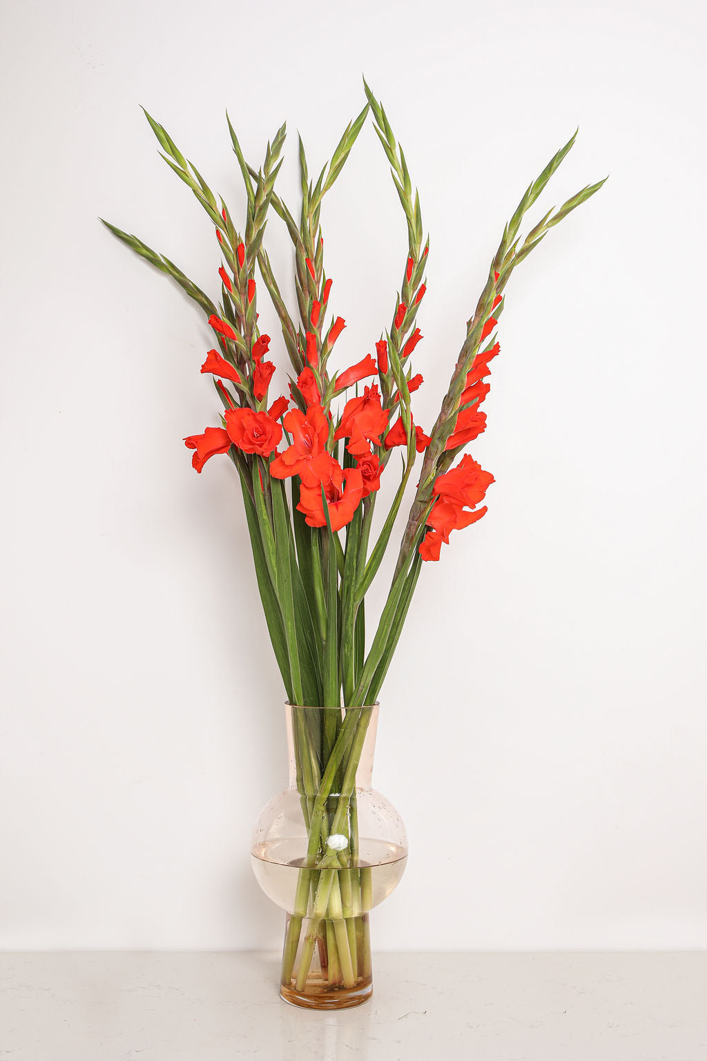 Prachtige rode gladiolen boeket van Pluukz! Eenvoudig online bestellen en de bloemen laten bezorgen wanneer dan ook in Nederland of belgie. 