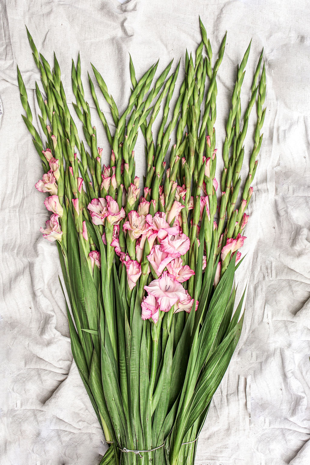 Prachtige roze gladiolen boeket van Pluukz! Eenvoudig online bestellen en de bloemen laten bezorgen wanneer dan ook in Nederland of belgie. 