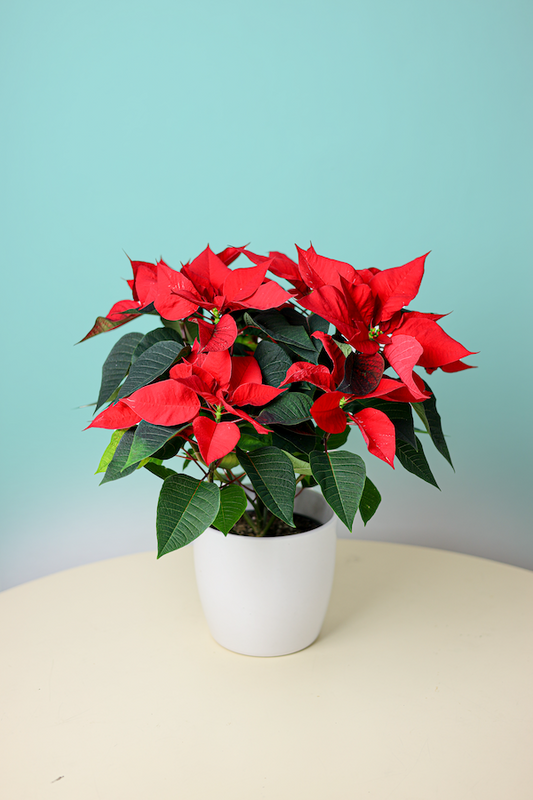 Kerstster euphorbia plant bestellen? Wij hebben de allermooiste.