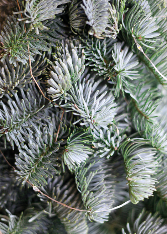 Nobilis boompjes met heerlijke kerst geuren
