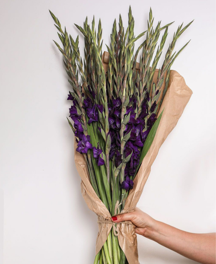 Paarse gladiolen laten bezorgen? Eenvoudig online bestellen en de bloemen laten bezorgen wanneer dan ook in Nederland of belgie. 