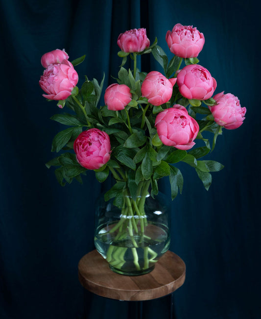 Prachtige pioenrozen bestellen? Wij hebben deze luxe koraal pioenrozen plukvers van de kweker!