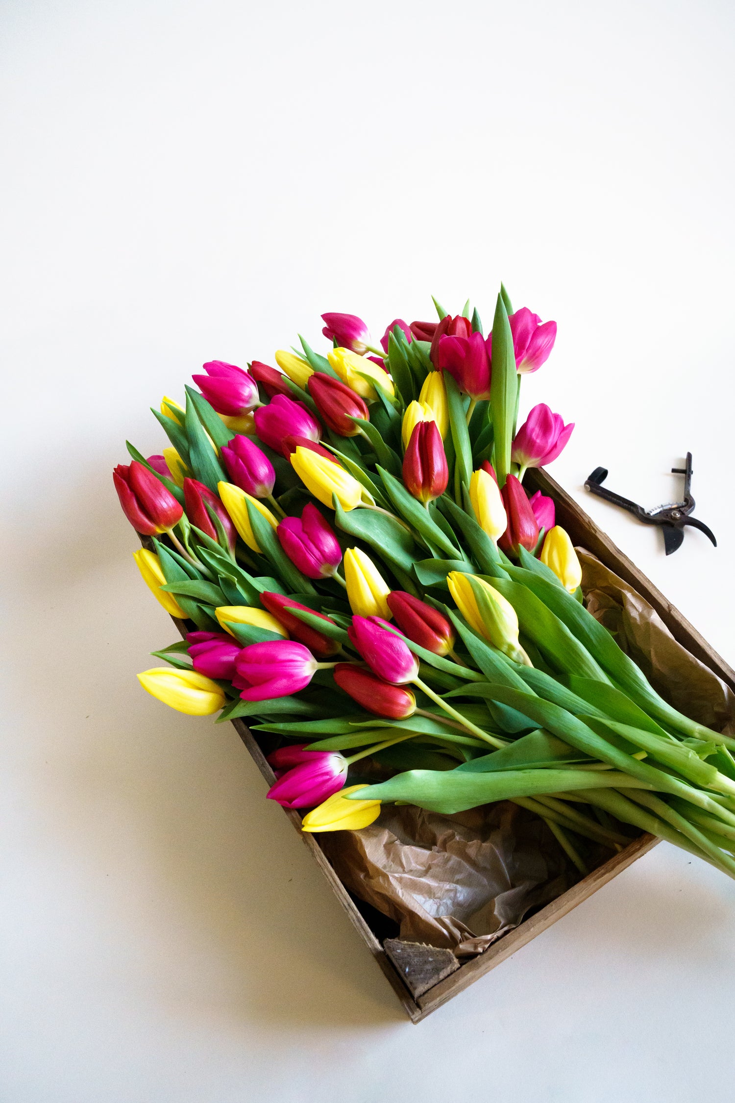 Tulpen kopen? Wij leveren tulpen plukvers van de teler aan huis