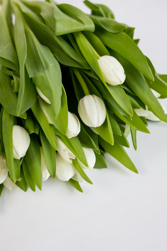 Helder witte tulpen vers van de kweker bezorgd