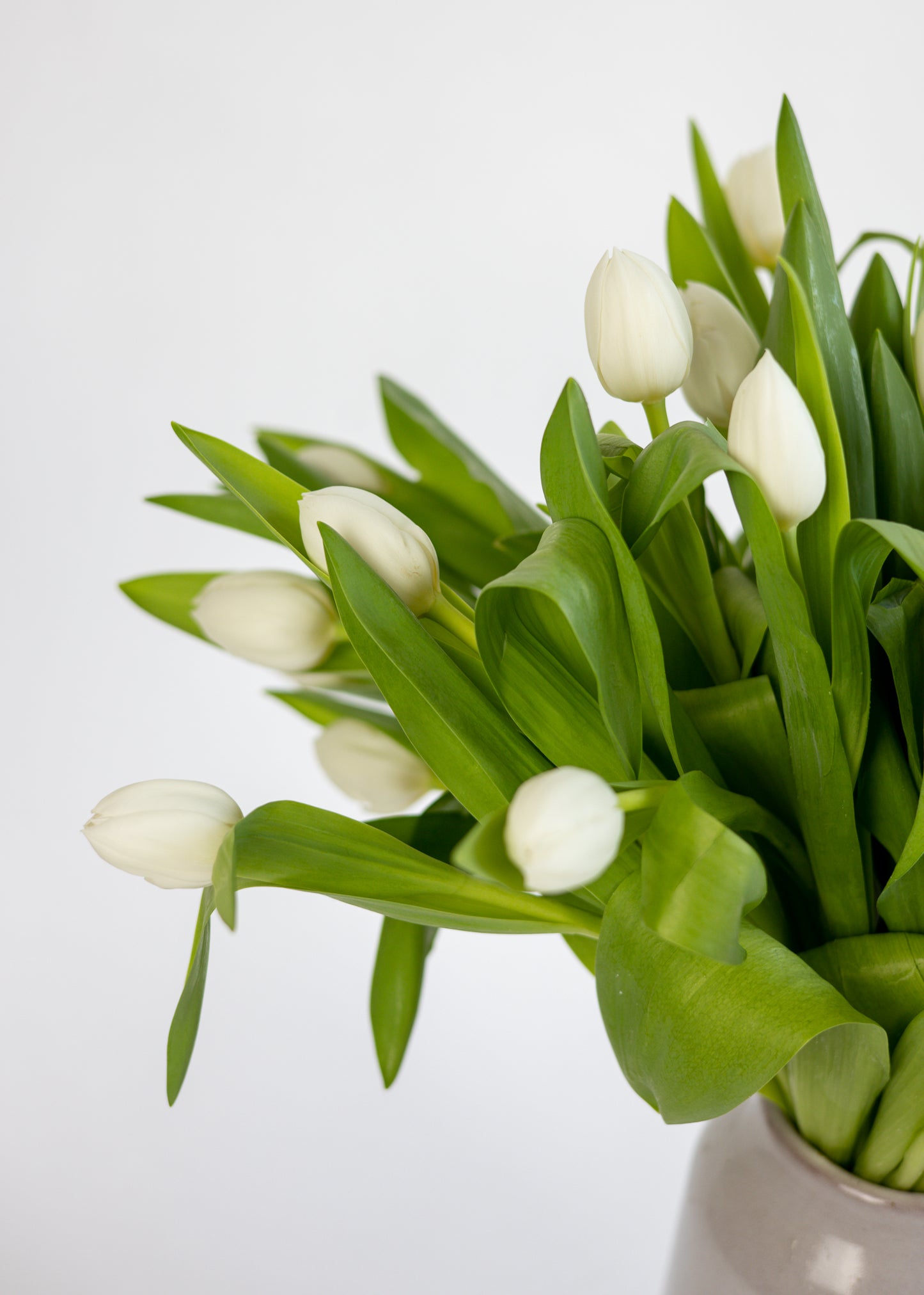 Plukverse witte tulpen van de kweker bestel je bij Pluukz